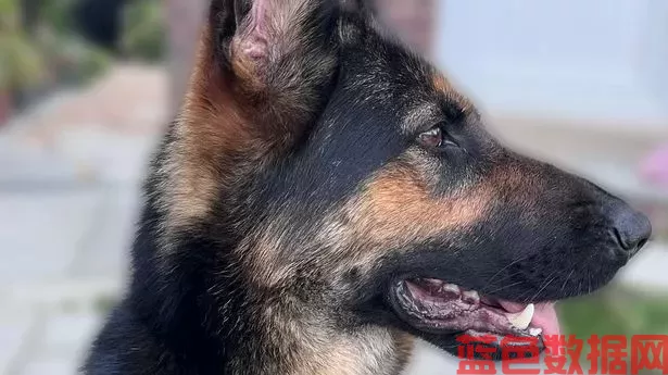 在南港极右翼骚乱后，警犬令人心碎地被迫退休