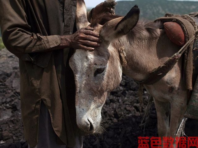 在巴基斯坦，用驴皮制作面霜导致驴的价格飙升