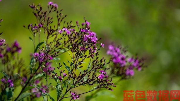 园丁命名植物，每个人都应该在下个月种在花园里