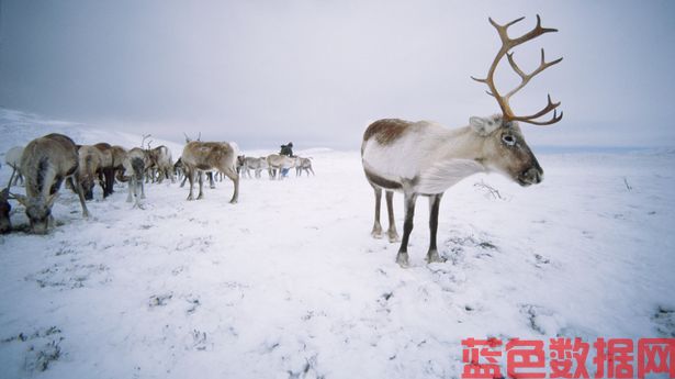 英国贫瘠的北极高山地区，驯鹿群在那里自由